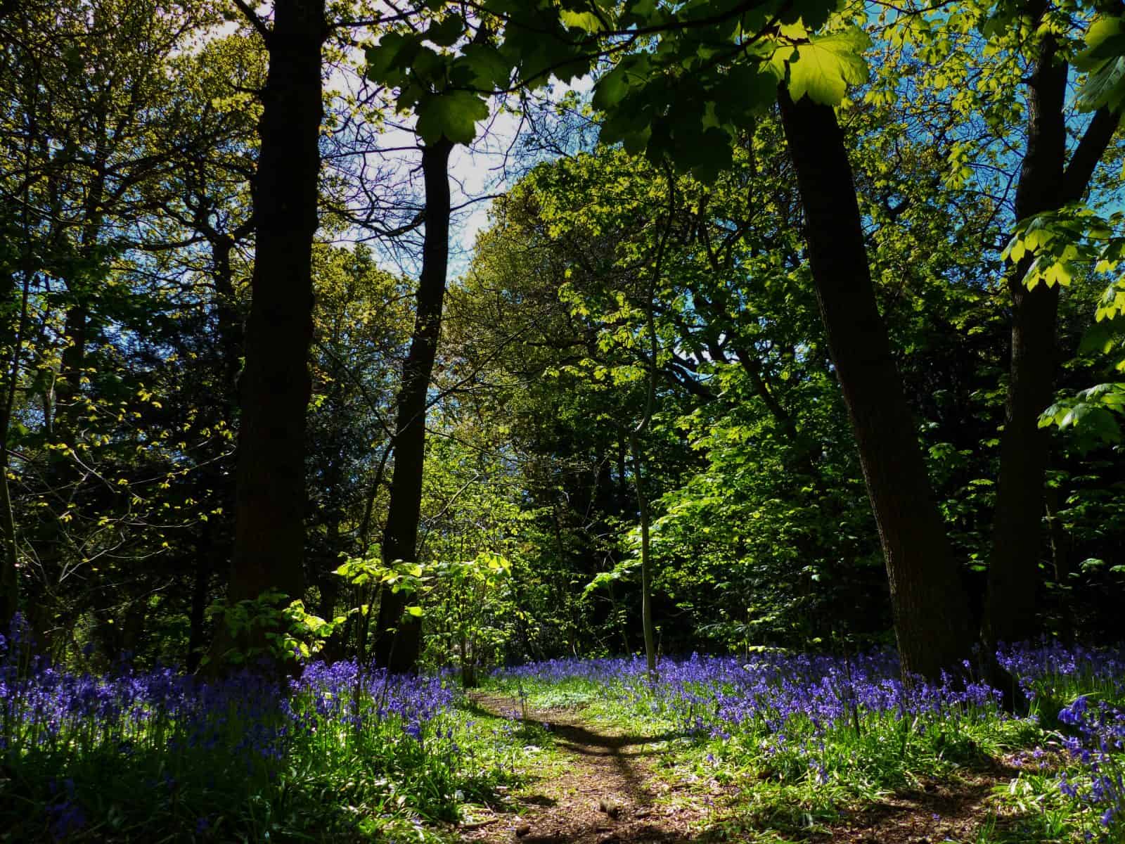 bluebells in Beckenham Place Park