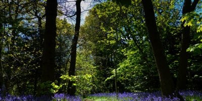 bluebells in Beckenham Place Park