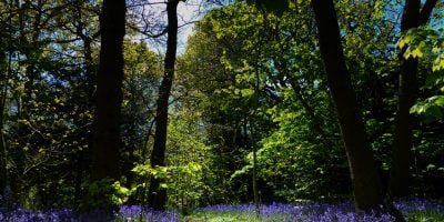 bluebells in Beckenham Place Park