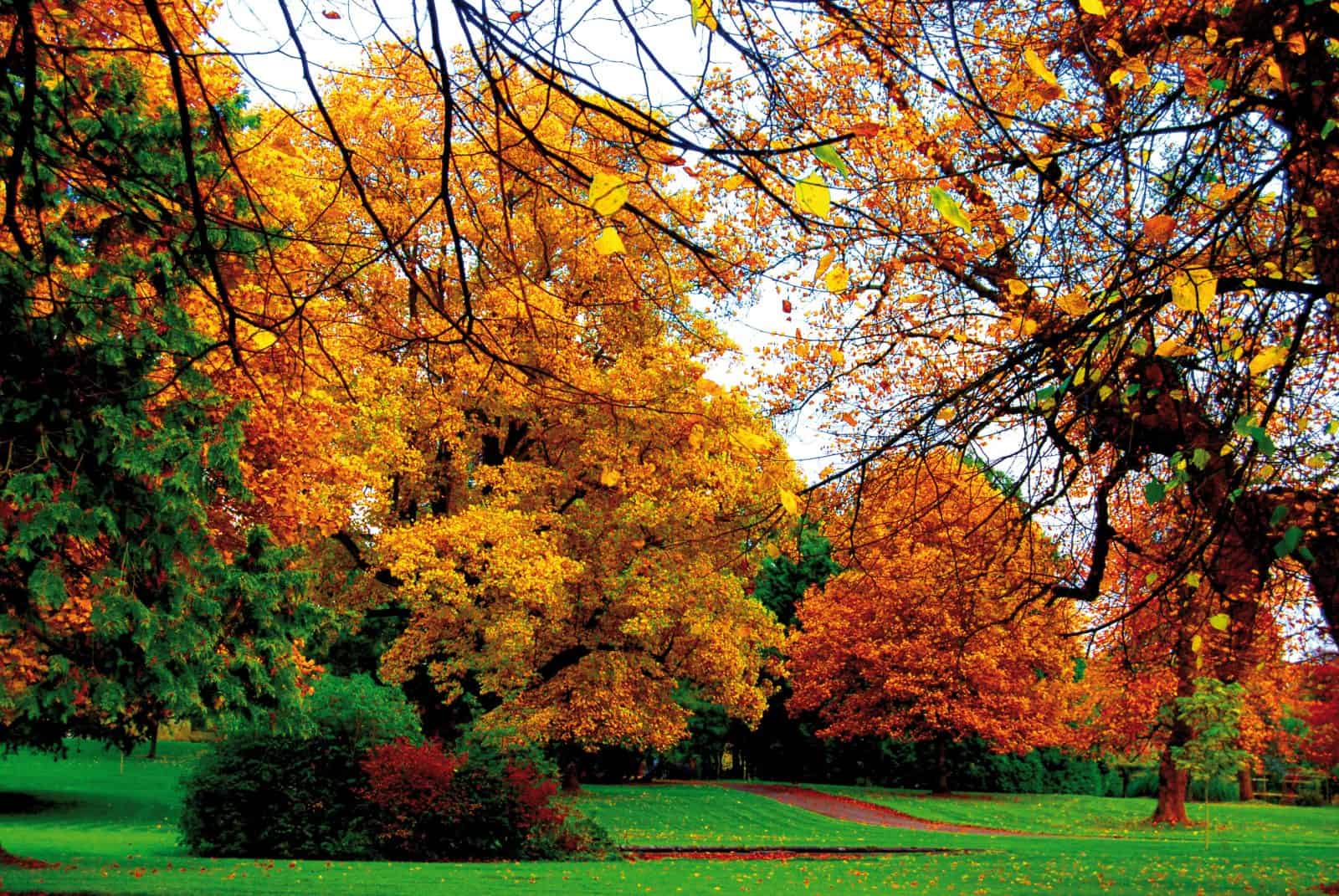 Woodland trees in Autumn with colourful leaves