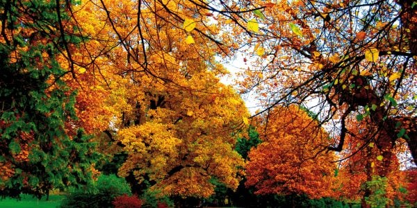 Woodland trees in Autumn with colourful leaves