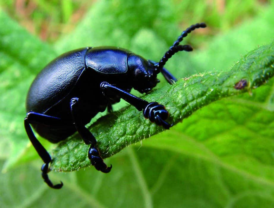 Beetle Courses Online and UK Wide Field Studies Council