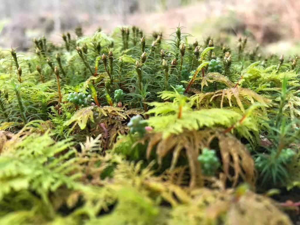 A selection of differnt mosses