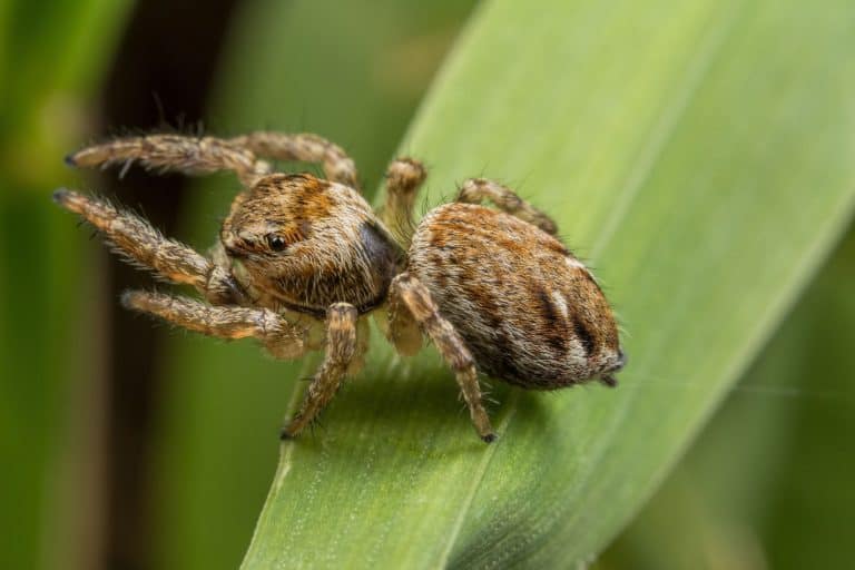 spider