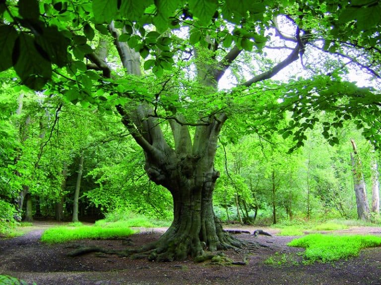 epping forest trees