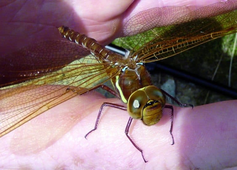 insect on hand