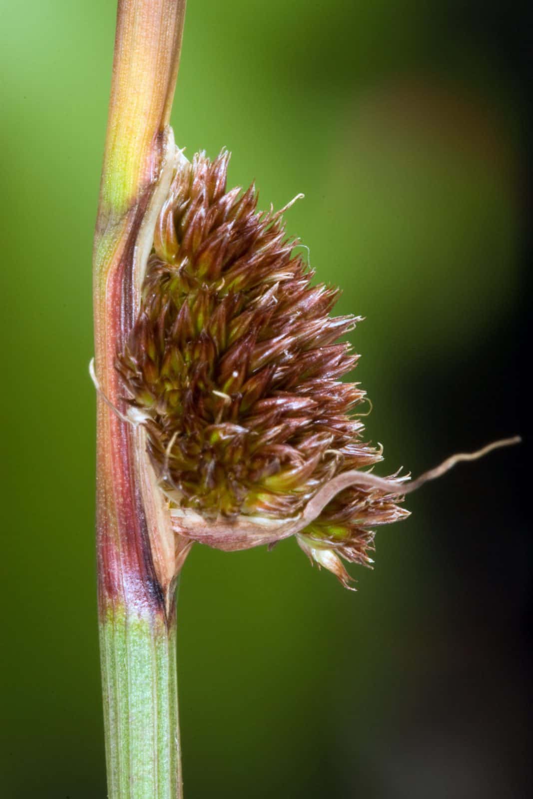 Grasses, Sedges and Rushes Identification Field Studies Council