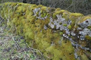 A bryophyte covered wall in the Peak District