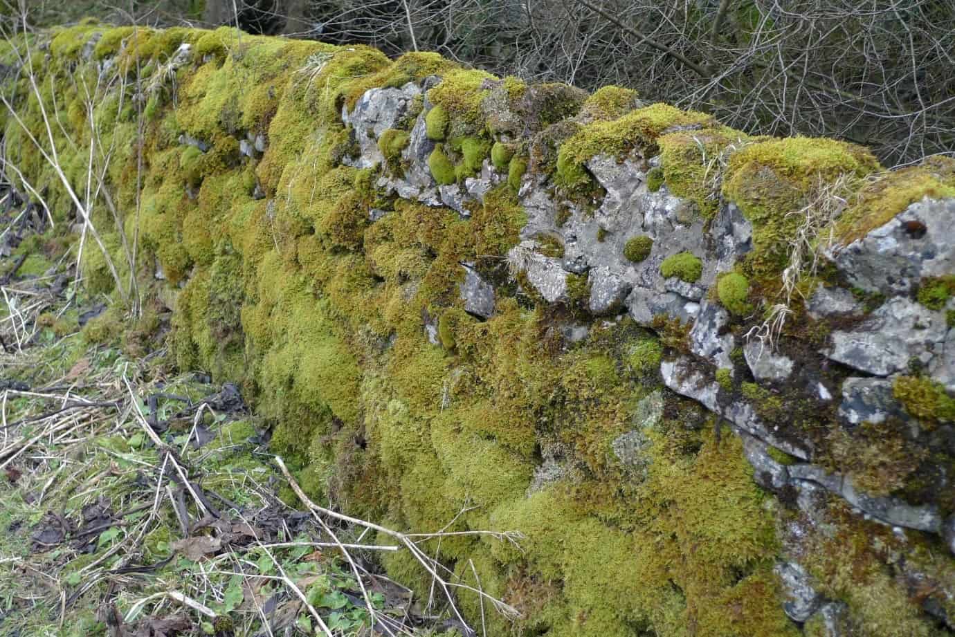 A-bryophyte-covered-wall-in-the-Peak-District