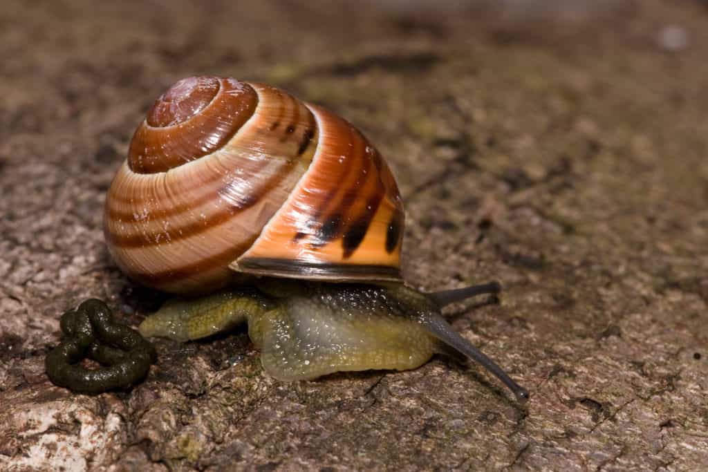 Brown-lipped_Snail_-_Cepaea_nemoralis