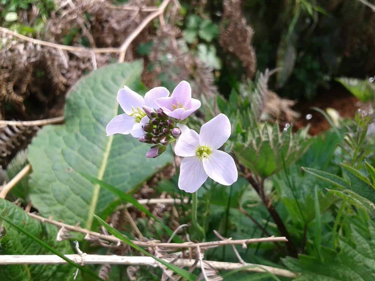 Cuckoo flower or Ladys Smock