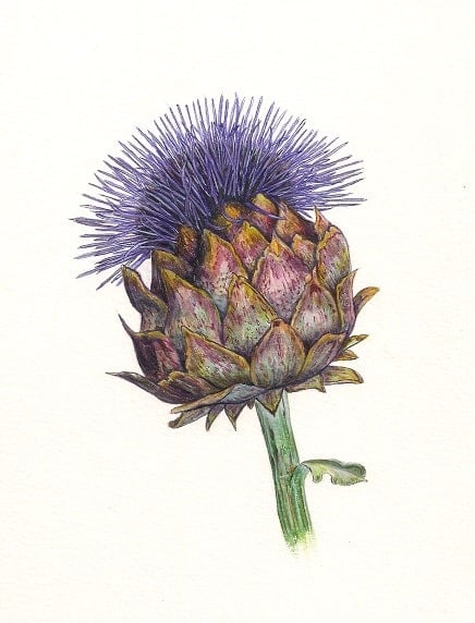 Illustration of a thistle by Debbie Devauden - Botanical Illustration Courses
