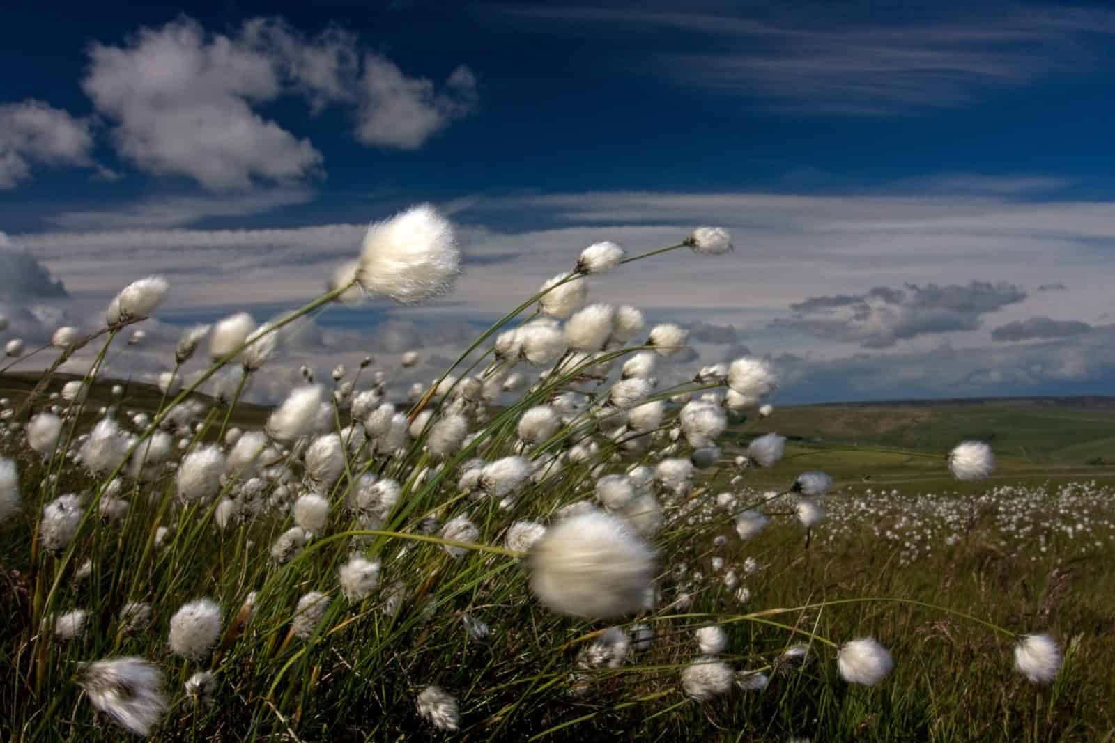 cotton grass in the wind