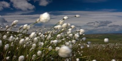 cotton grass in the wind