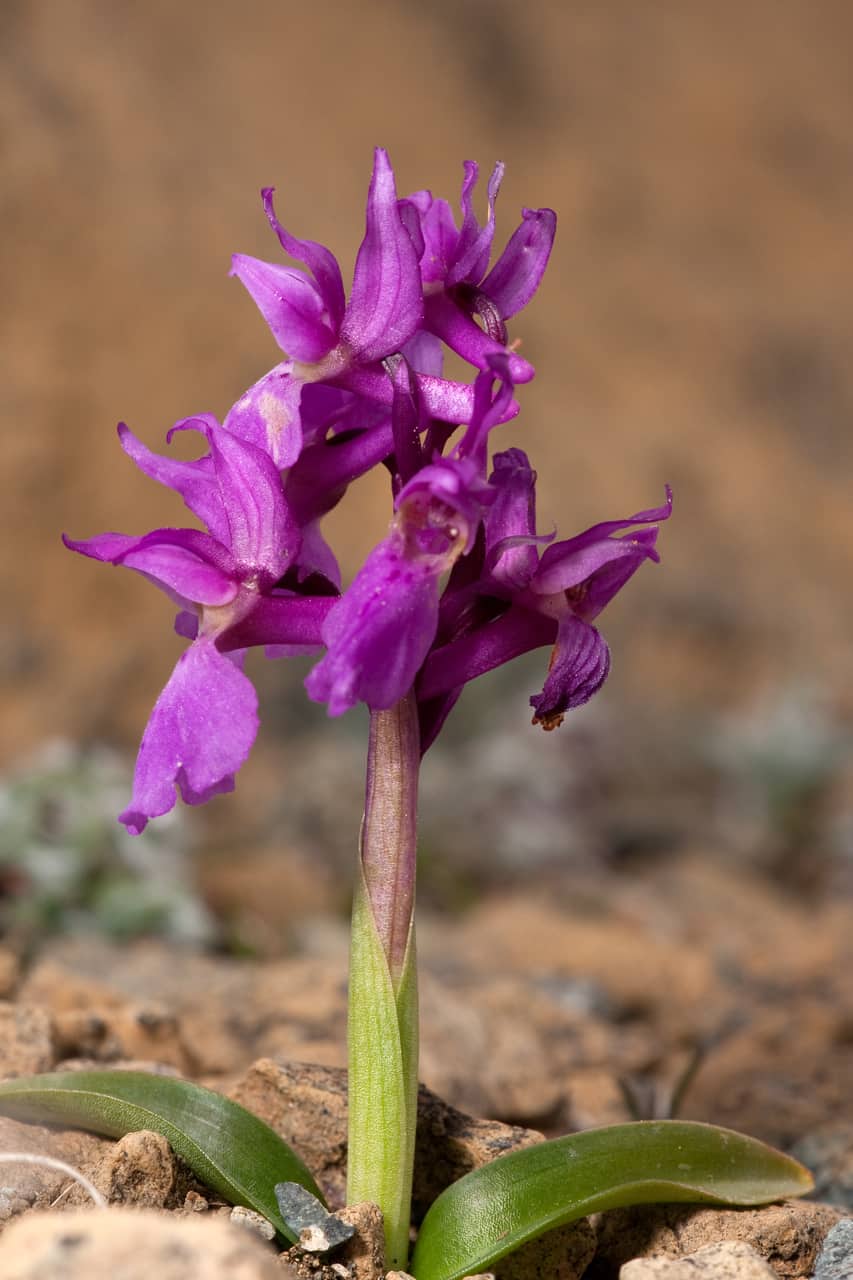 Early purple Orchid Orchis_mascula