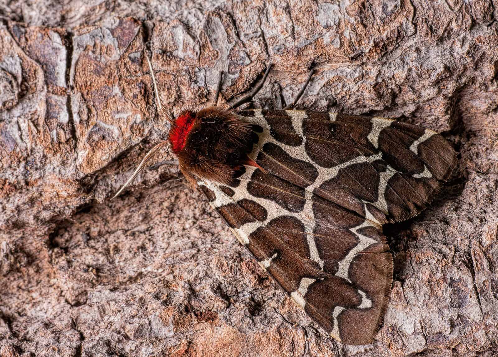 Garden-Tiger-Moth