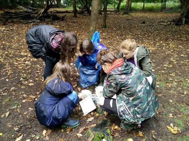 group in forest