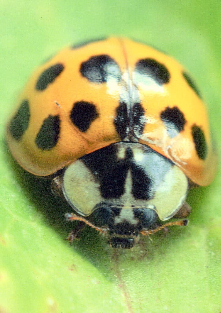 Harlequin Ladybird