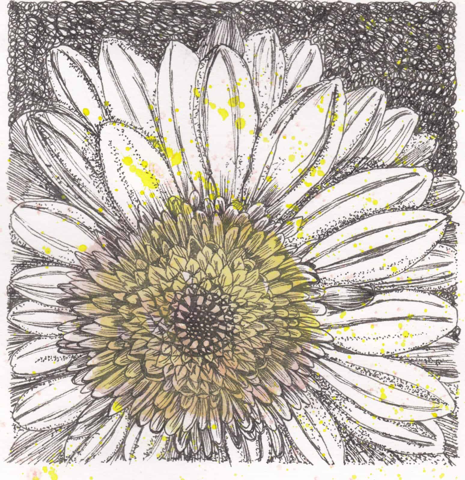 Drawing of a daisy
