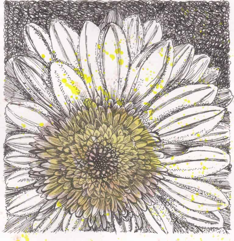 Botanical Illustration Courses Botanical Drawing And Painting