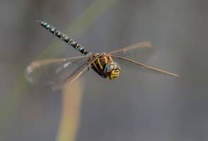 Dragonfly in flight