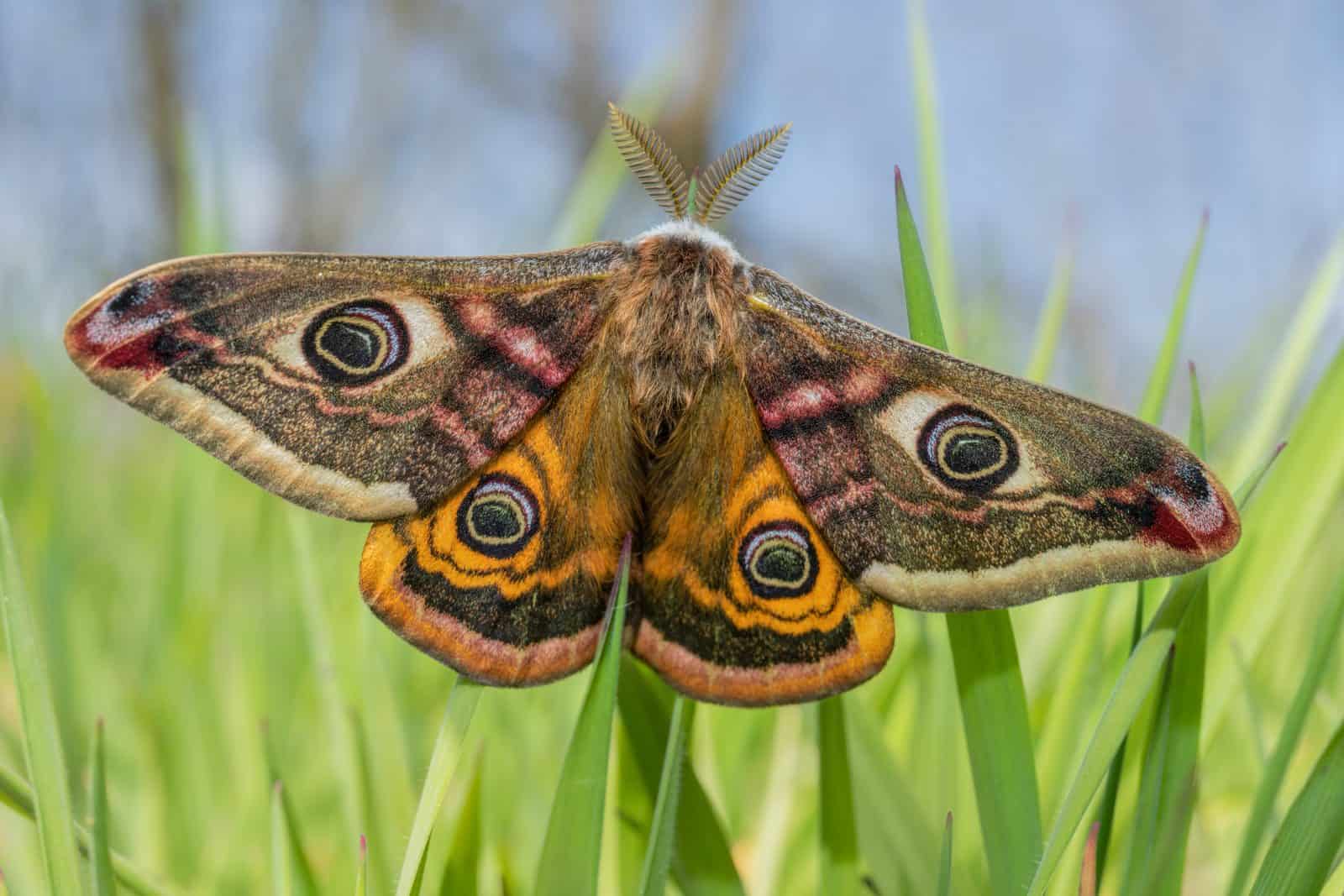 Male Emperor Moth on grass