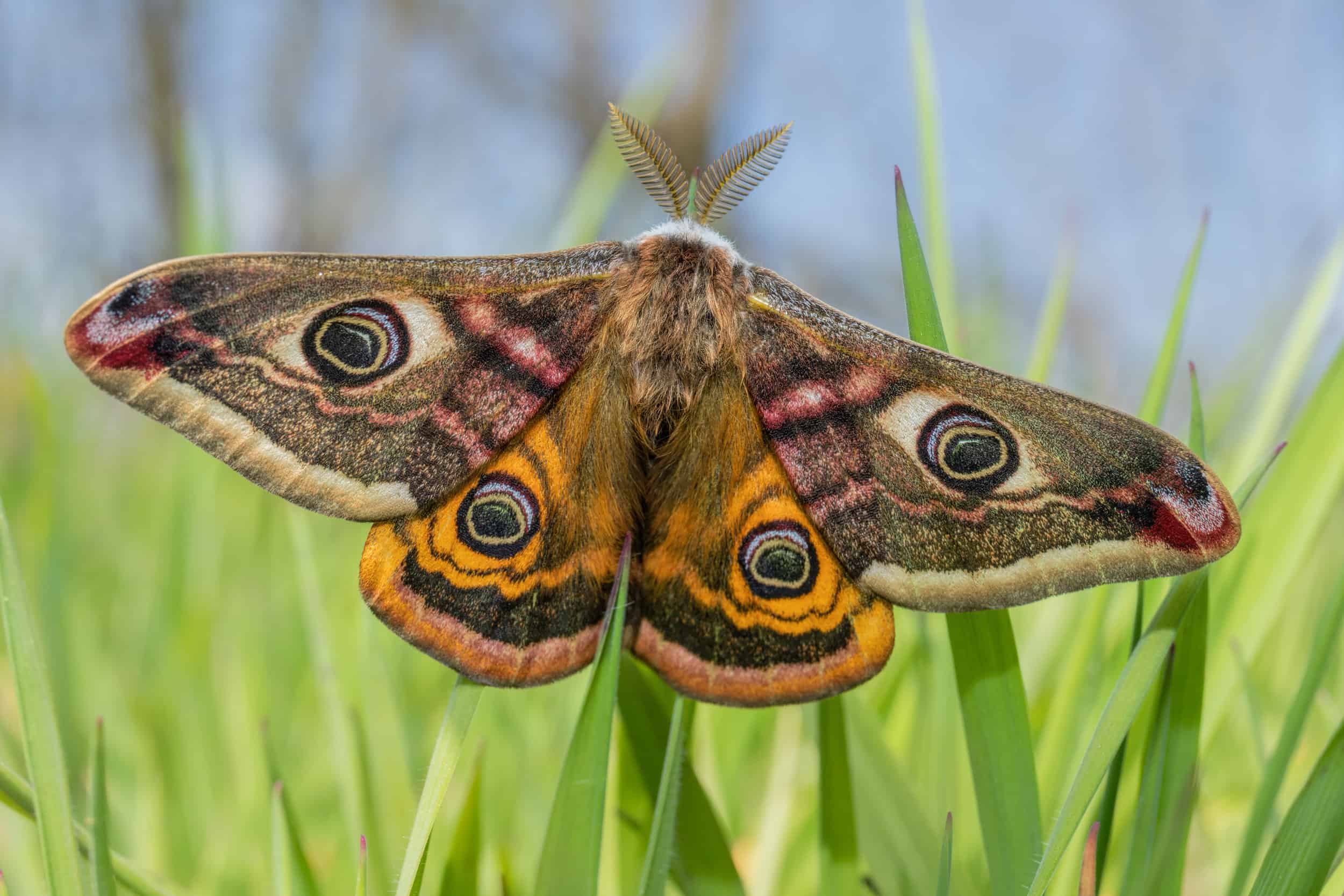 Male Emperor Moth on grass