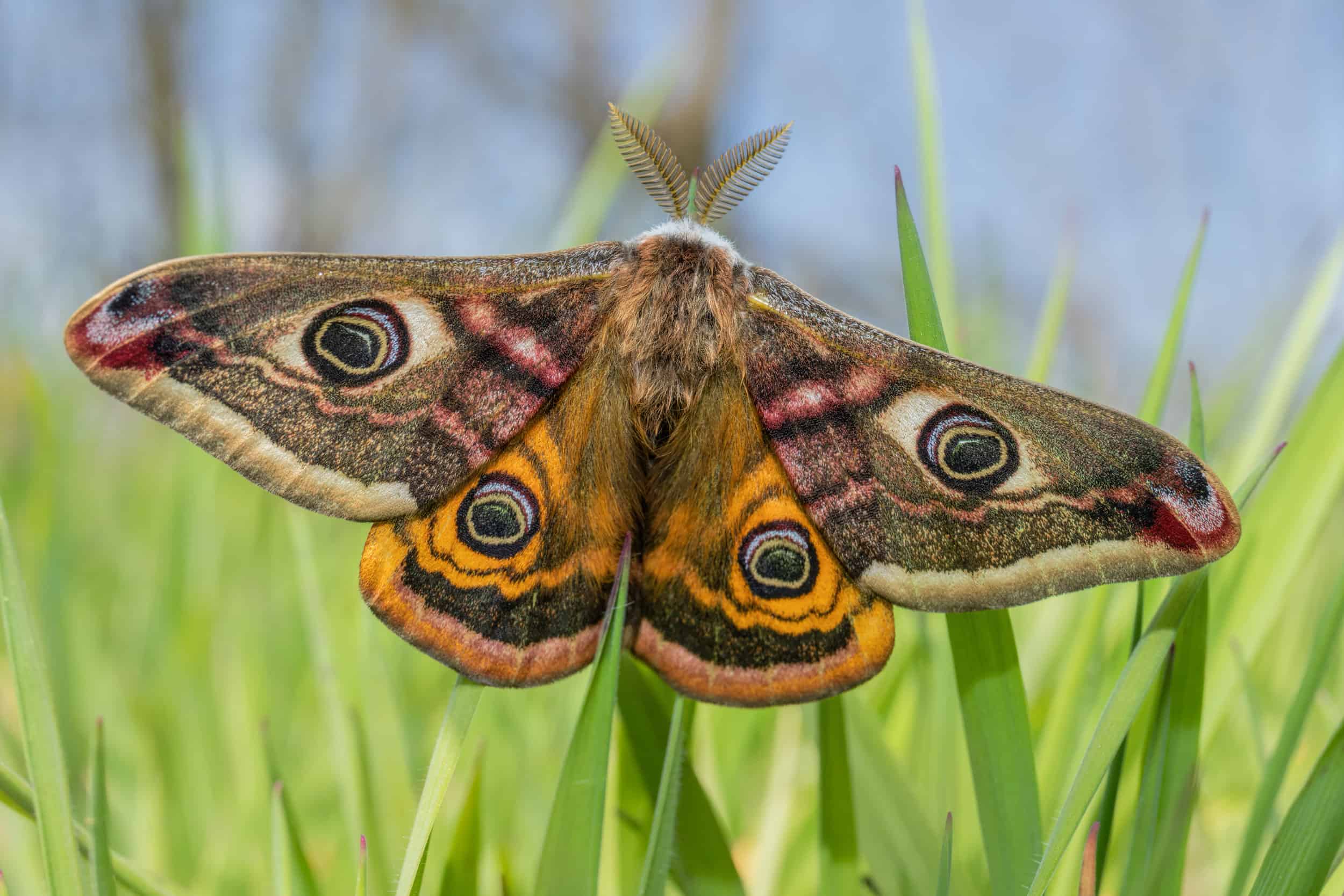 Male-Emperor-Moth