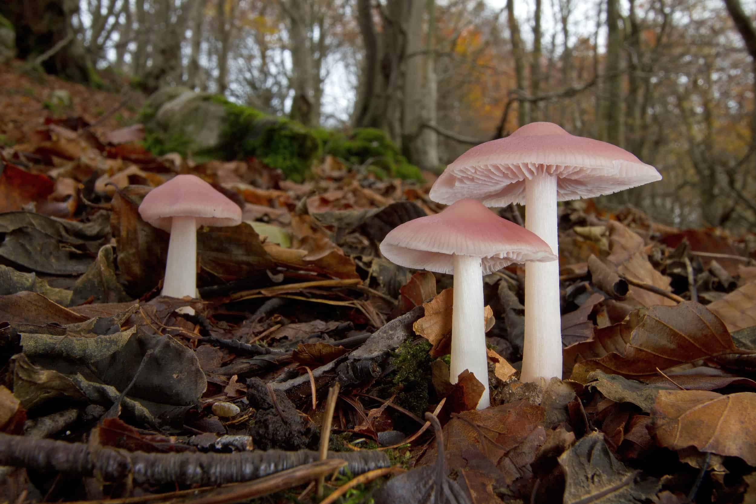 Mycena_rosea in a wood