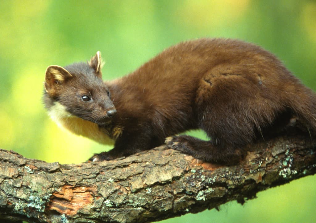 Pine Marten on a branch 