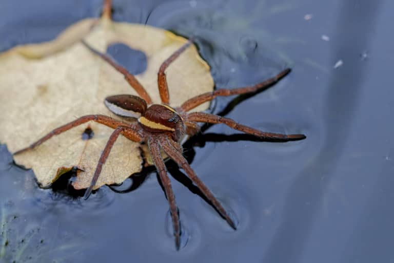 British Spider Identification Chart