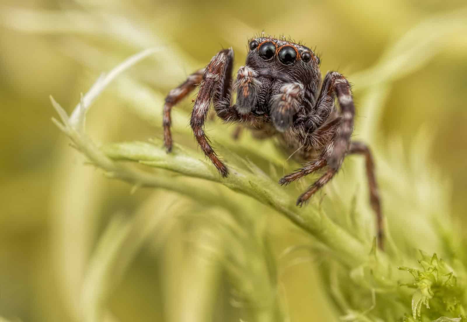 British Spider Identification Chart