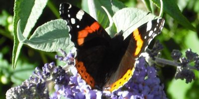 Tortoiseshell butterfly in the kitchen garden