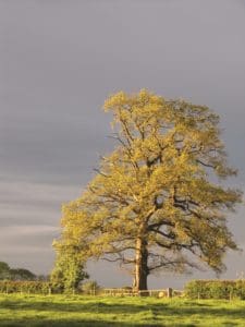 Tree on a hill