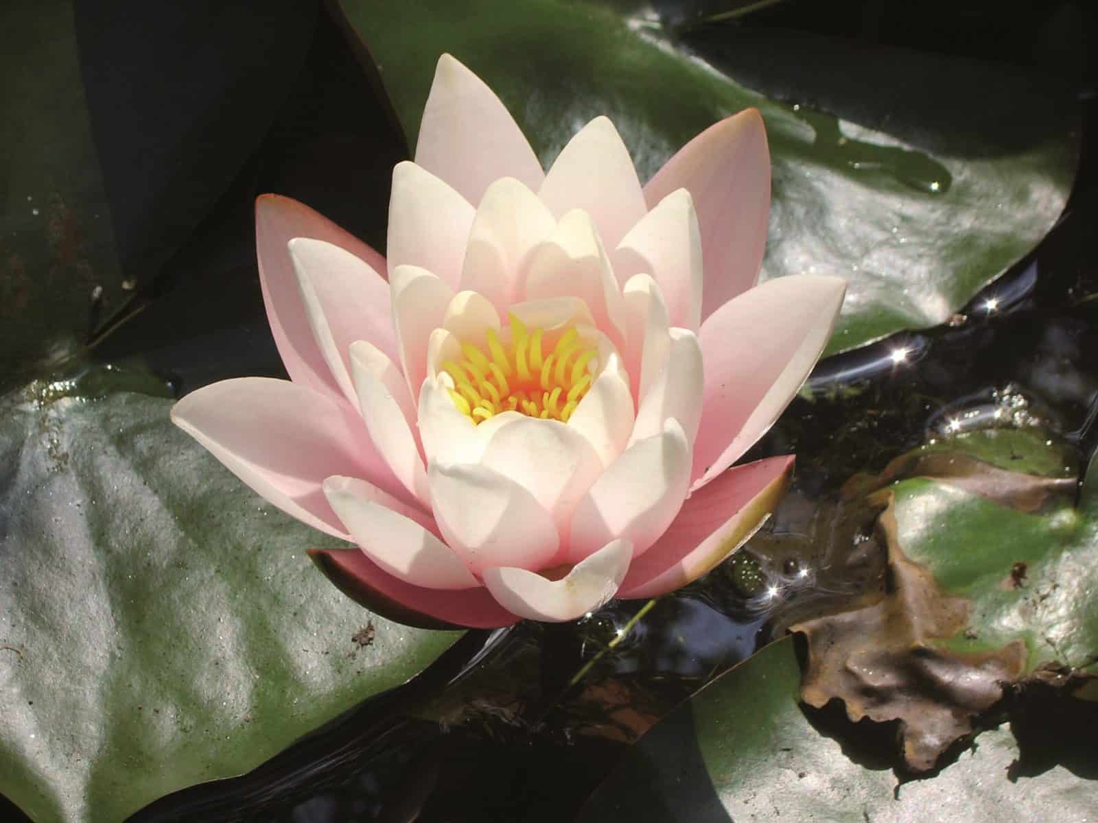 Aquatic Plant - water lily