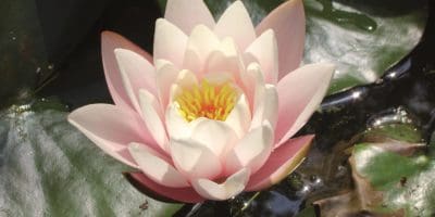 Aquatic Plant - water lily