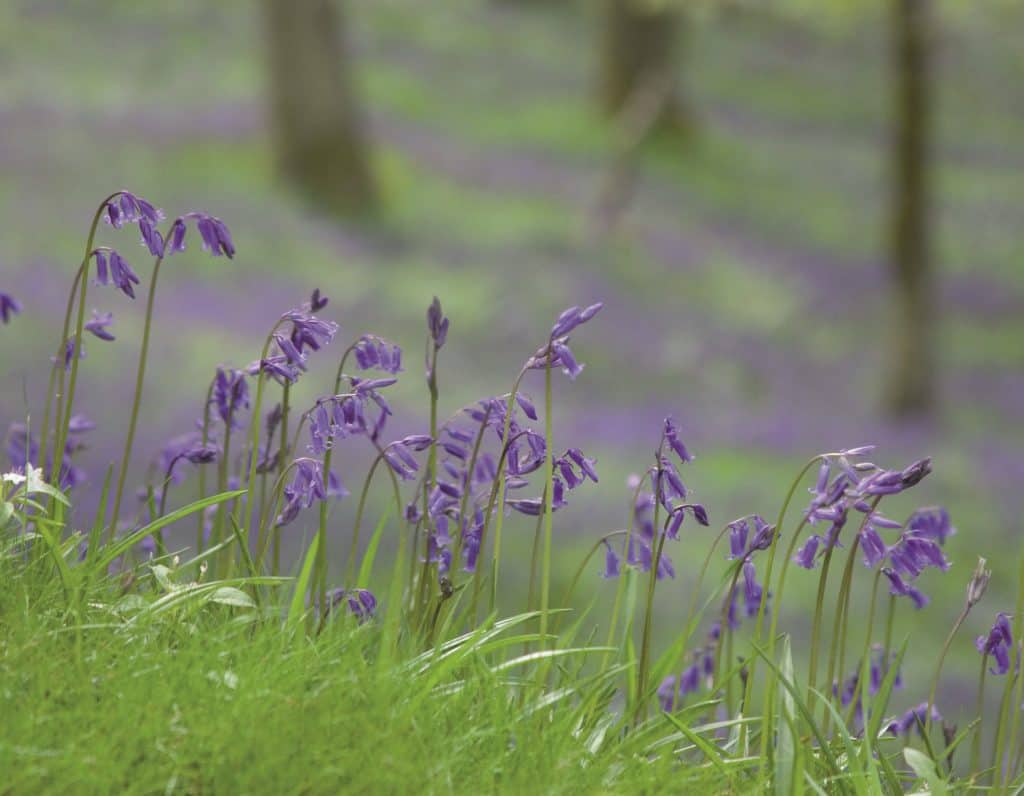 Bluebells close up in a wood