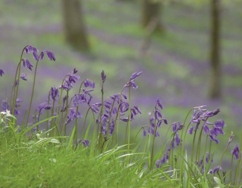 Ensure you get up-to-date information by attending our Biodiversity Net Gain training courses.