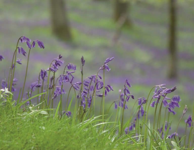 Bluebells close up in a wood
