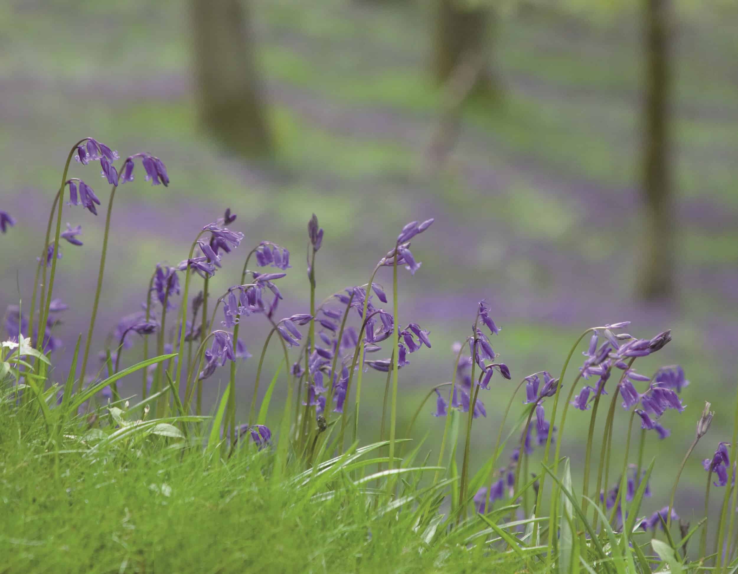 Bluebells close up in a wood