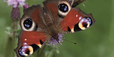 Butterfly o a flower