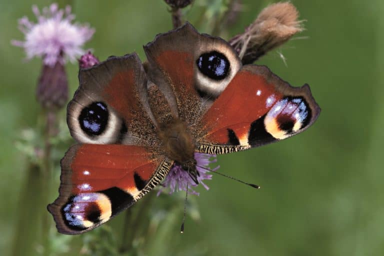 Butterfly o a flower