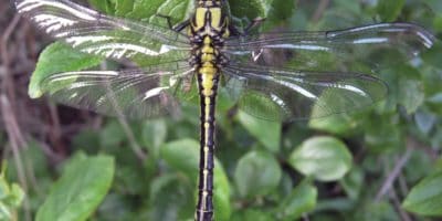 A dragonfly on a plant