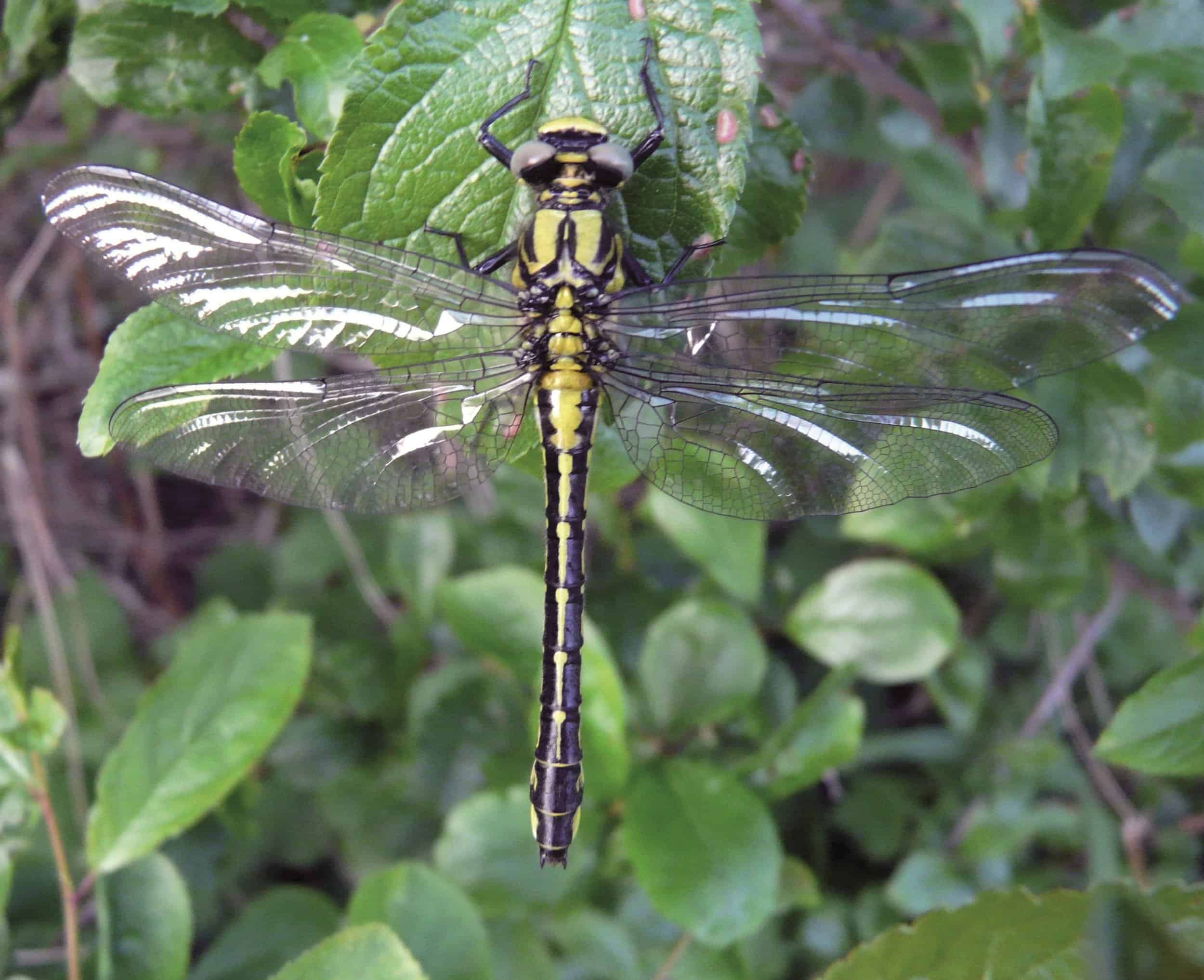 A dragonfly on a plant
