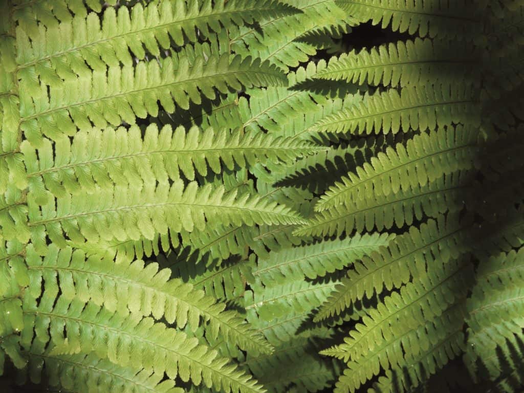 Bright green fern on a black background