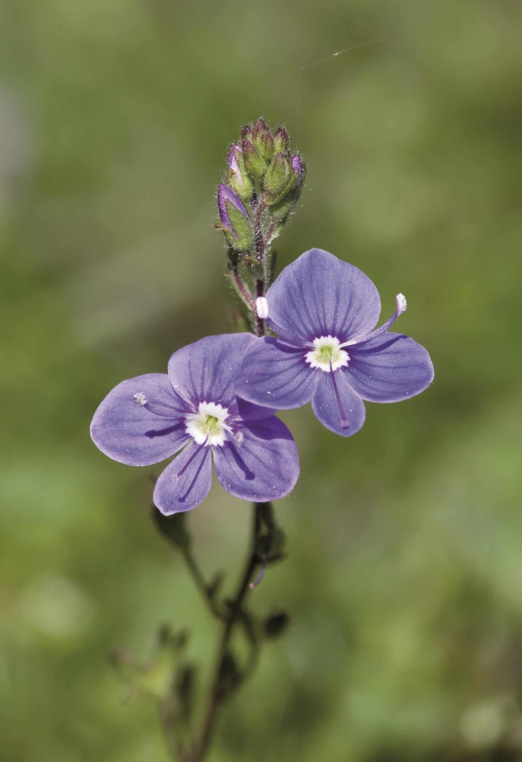 Two purple flowers