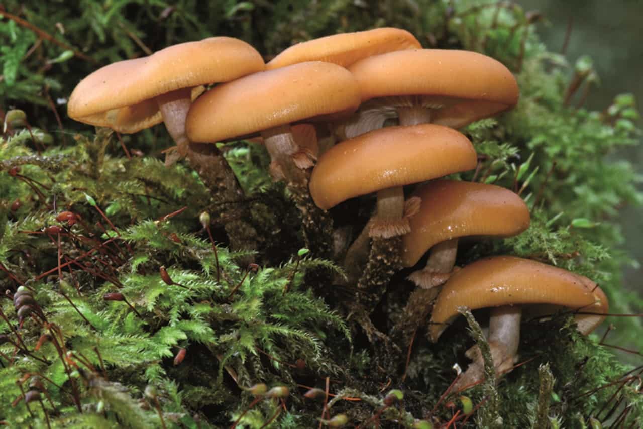 Fungi growing on a fallen tree