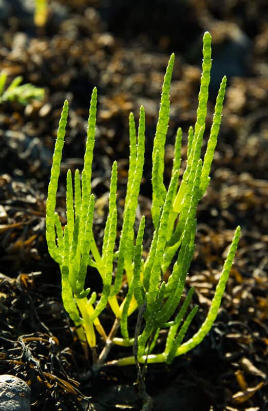 Saltmarsh plants Field Studies Council