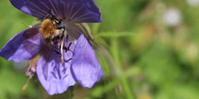 Bee on a blue flower