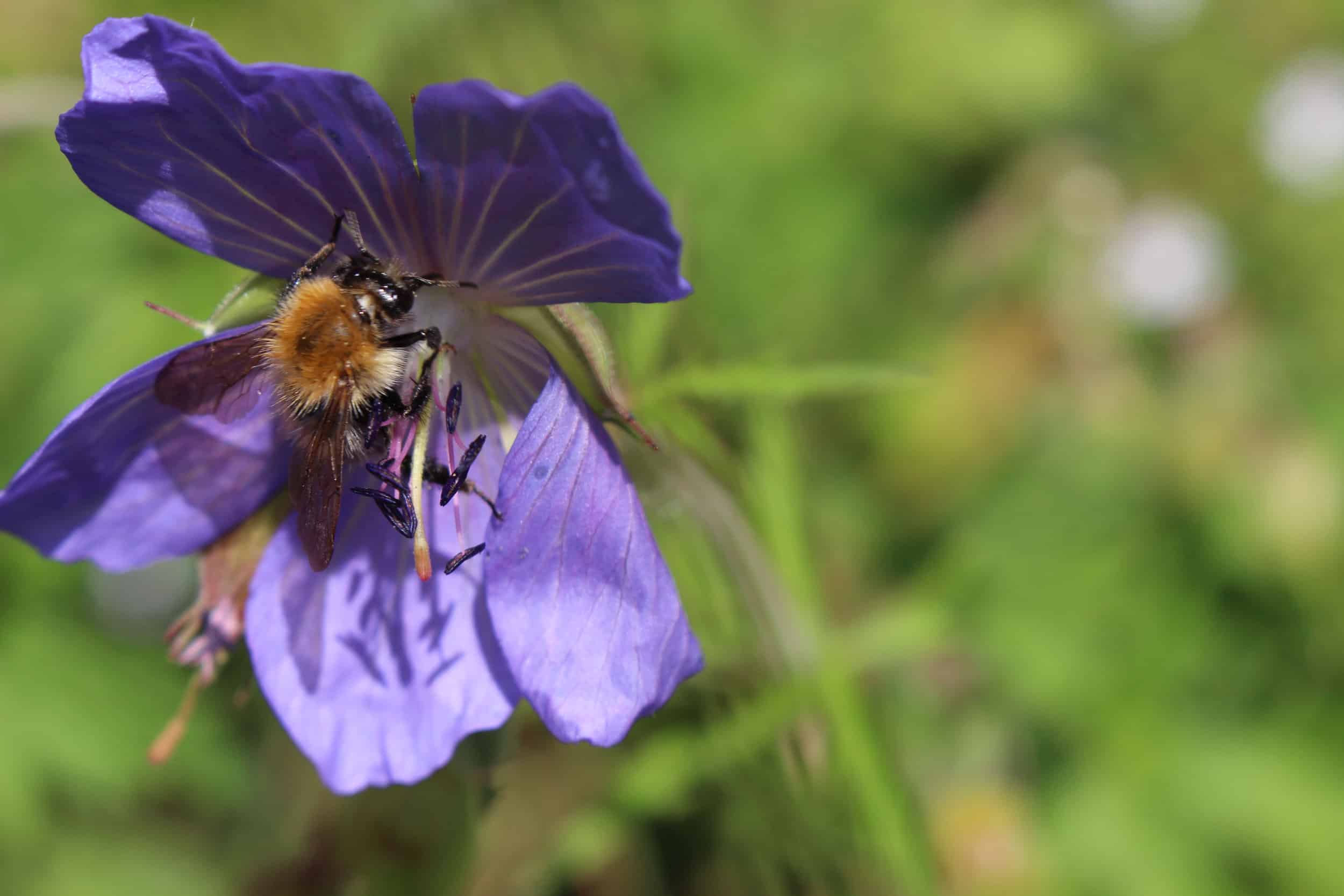 Hoverfly Identification Chart